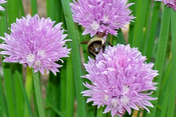 Bee in chives