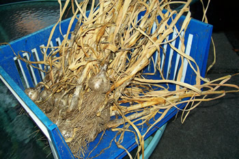 garlic in basket