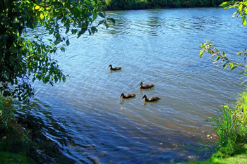 Cedar River Ducks