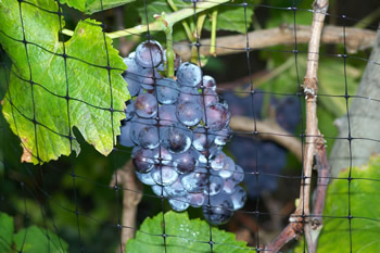 More grapes