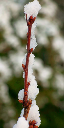 Branch in the snow