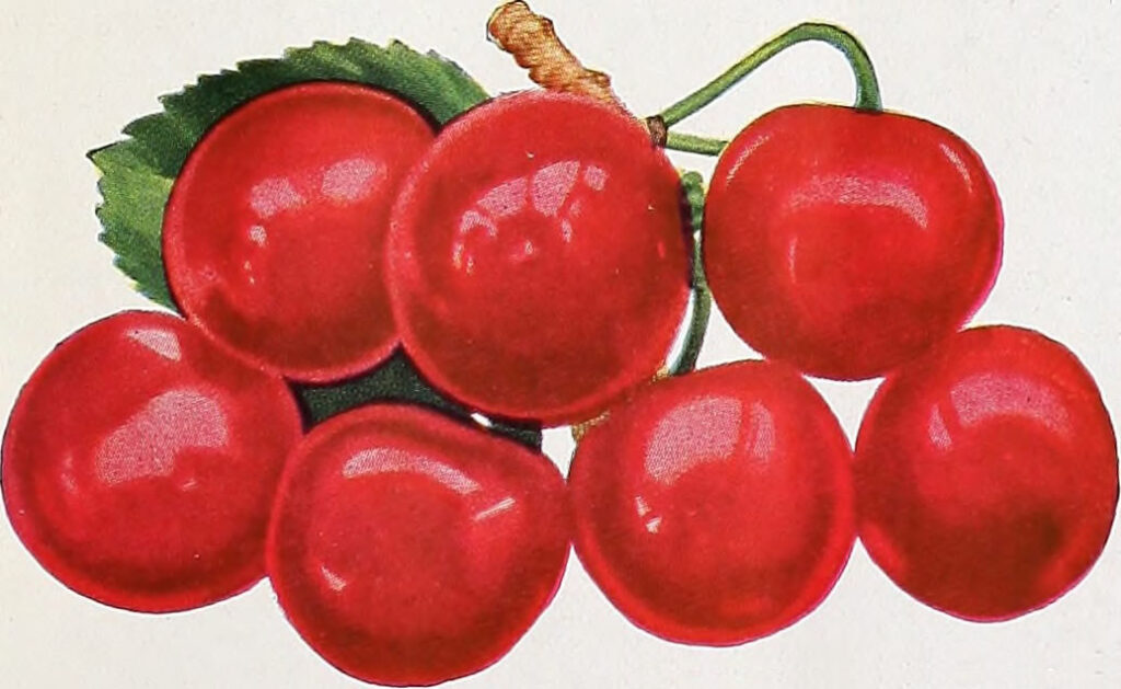 Cherry