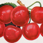 Cherry