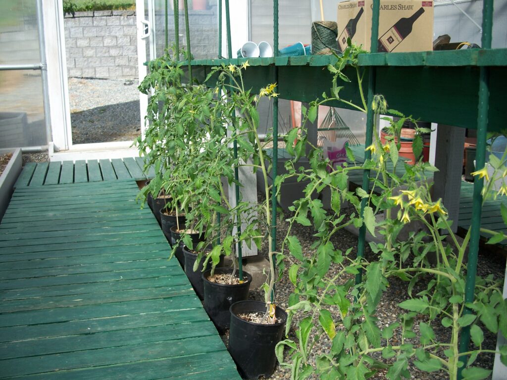 Tomatoes starting to flower