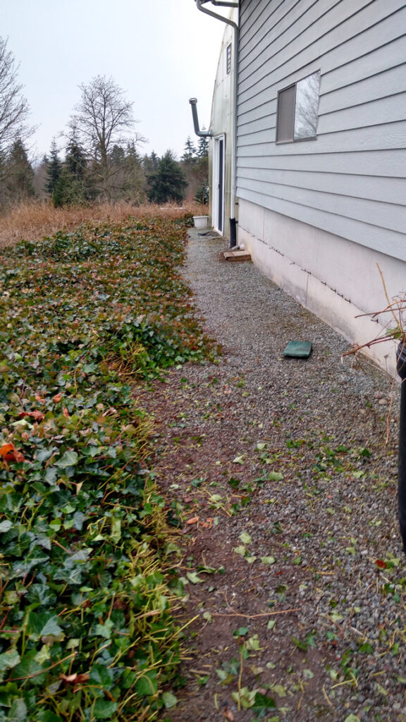 trimming ivy