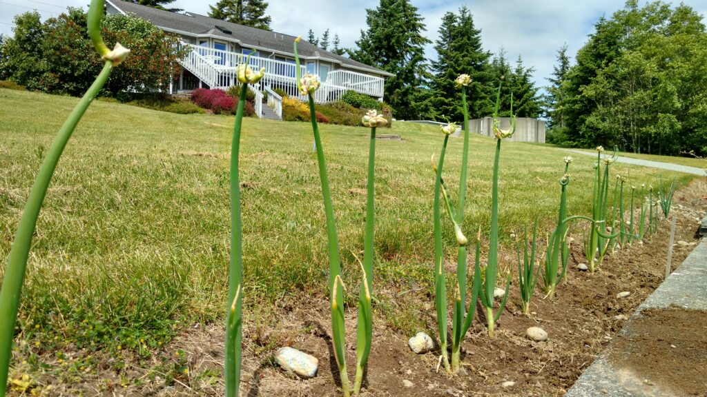 walking onions